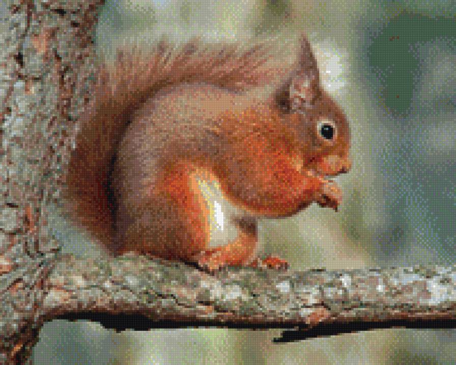 Белка - белка - предпросмотр