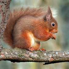 Схема вышивки «Белка»