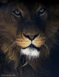 из темноты - лев - оригинал