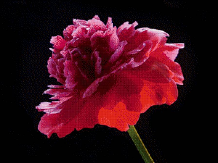 пион - предпросмотр