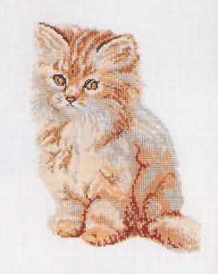 Котенок - котенок - оригинал