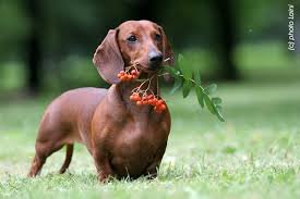 такса - собаки - оригинал