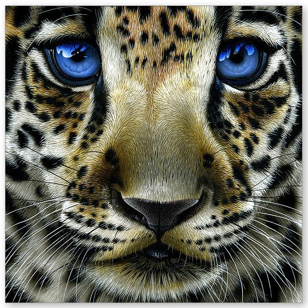 взгляд хищника - хищник, взгляд - оригинал