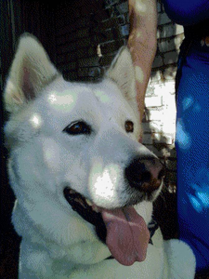 Хати - собака - предпросмотр