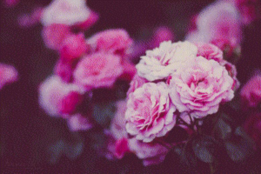 Розовые розы - #розовыерозы - предпросмотр