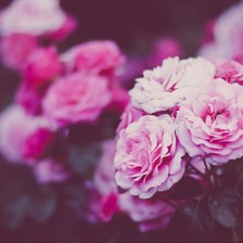 Розовые розы