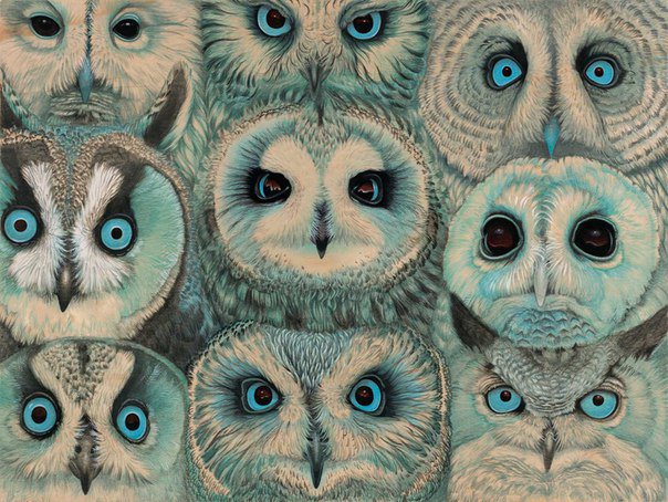 совы - оригинал