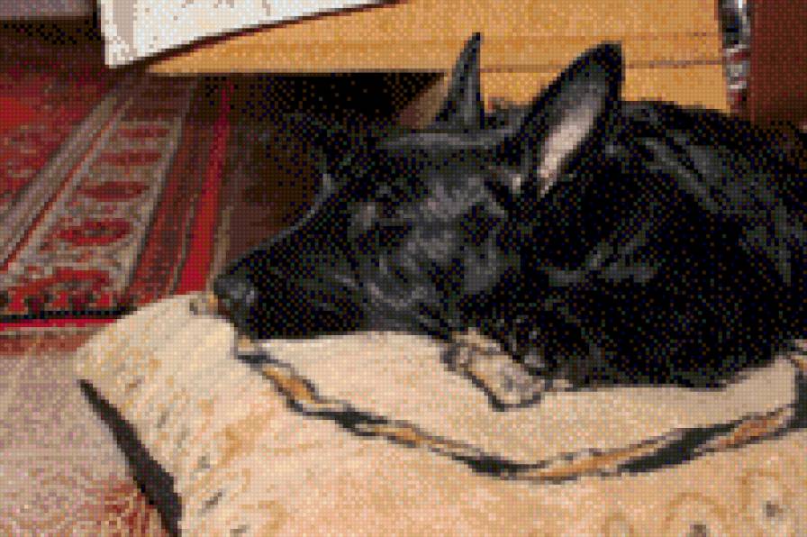 аврора - собакевичи - предпросмотр