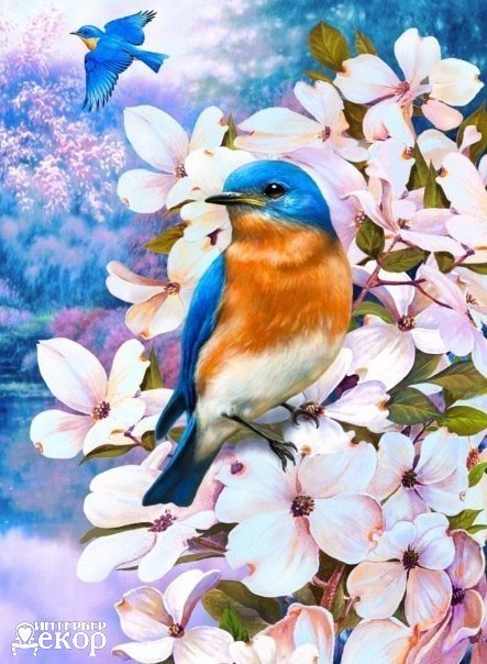 Синяя птица - птицы - оригинал