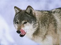 149 - оригинал