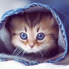 Схема вышивки «163»