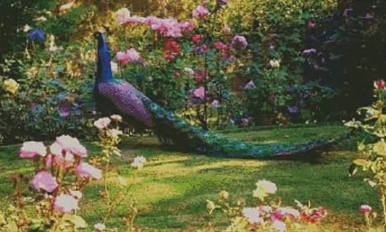 El Jardin del Pavo Real - оригинал