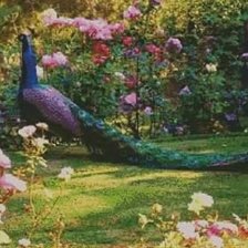 Схема вышивки «El Jardin del Pavo Real»