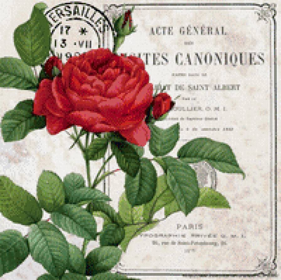 винажная роза - винтаж, розы, цветы - предпросмотр