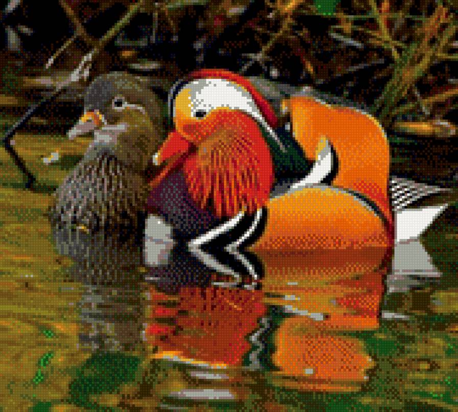 уточки - предпросмотр