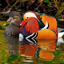 Схема вышивки «уточки»