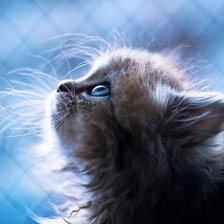 Схема вышивки «Котенок»