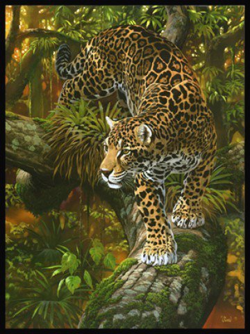 леопард - животные, леопард - оригинал