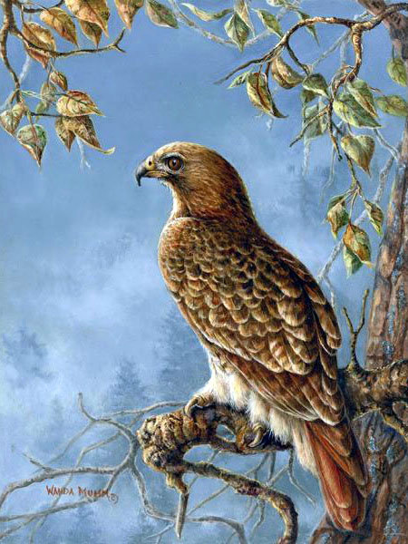 0225 - сокол, природа, красота, живопись, птицы, картина - оригинал