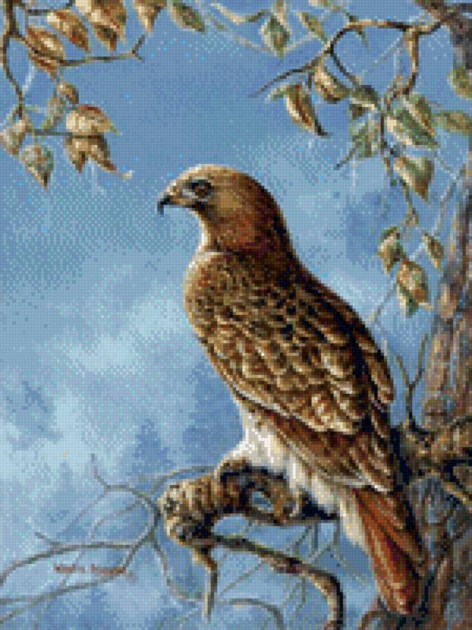 0225 - красота, природа, живопись, картина, птицы, сокол - предпросмотр