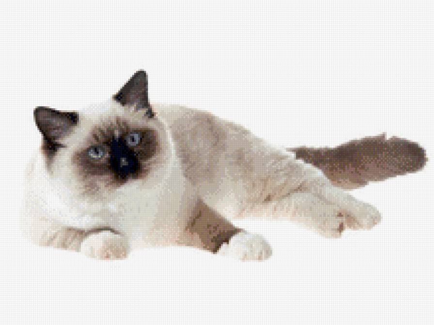 киска - кошка, кот - предпросмотр