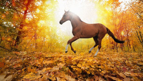 свобода - оригинал