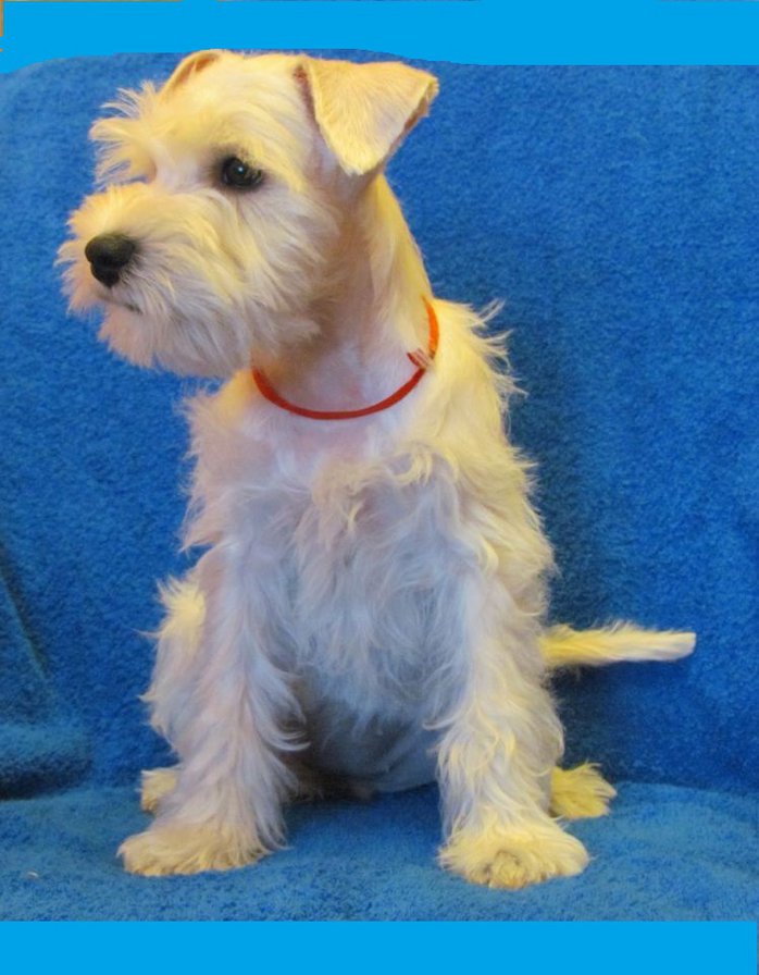 Ириска3 - оригинал