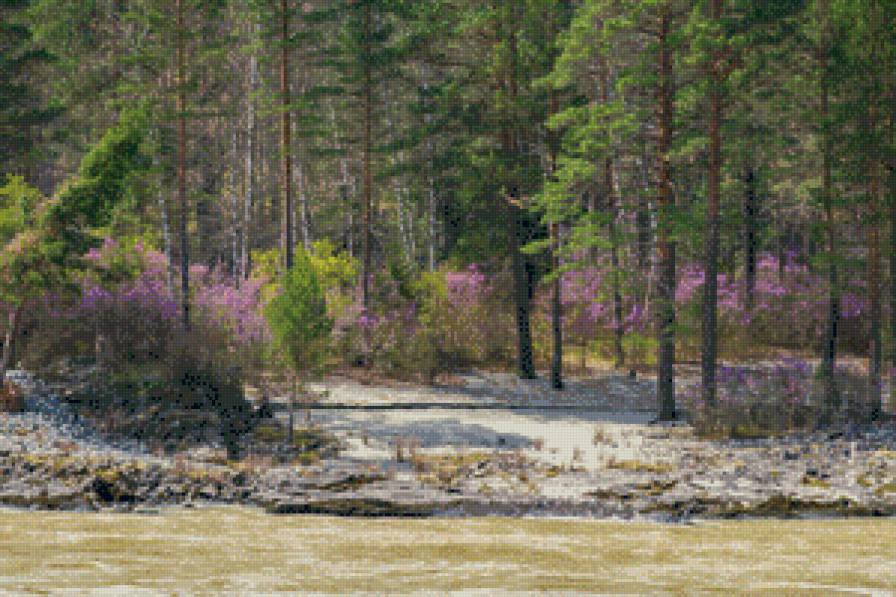 цветение маральника - катунь, маральник, горный алтай - предпросмотр