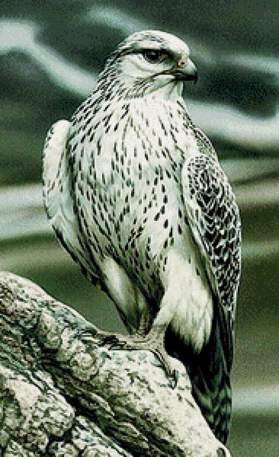 Серия "Пернатые" - птица, хищник - предпросмотр