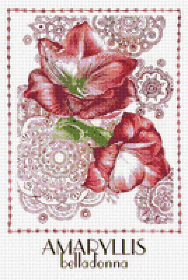 Амаралис - цветы - предпросмотр