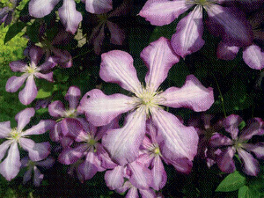 Клематисы - природа, цветы - предпросмотр