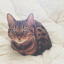 Схема вышивки «№993527»