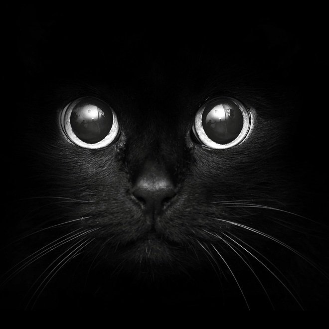 черный кот - оригинал