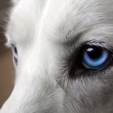 Схема вышивки «Голубой глаз волка»