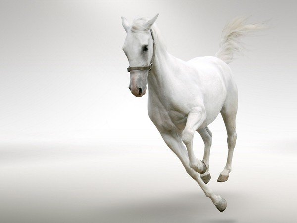 Белый конь - оригинал