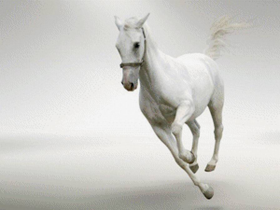 Белый конь - предпросмотр