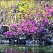 багульник на сопках