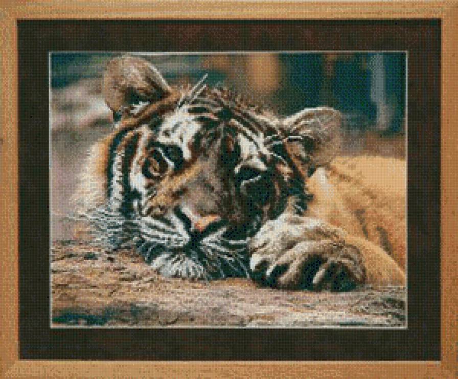 Тигрёнок - предпросмотр