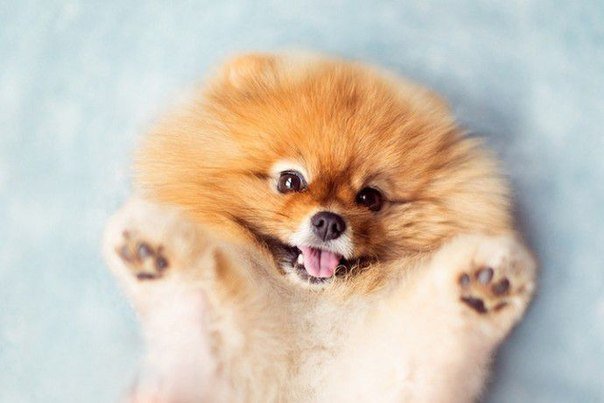 милаха - животные - оригинал