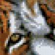 Предпросмотр схемы вышивки «тигры» (№994670)