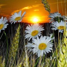 Схема вышивки «ромашки»