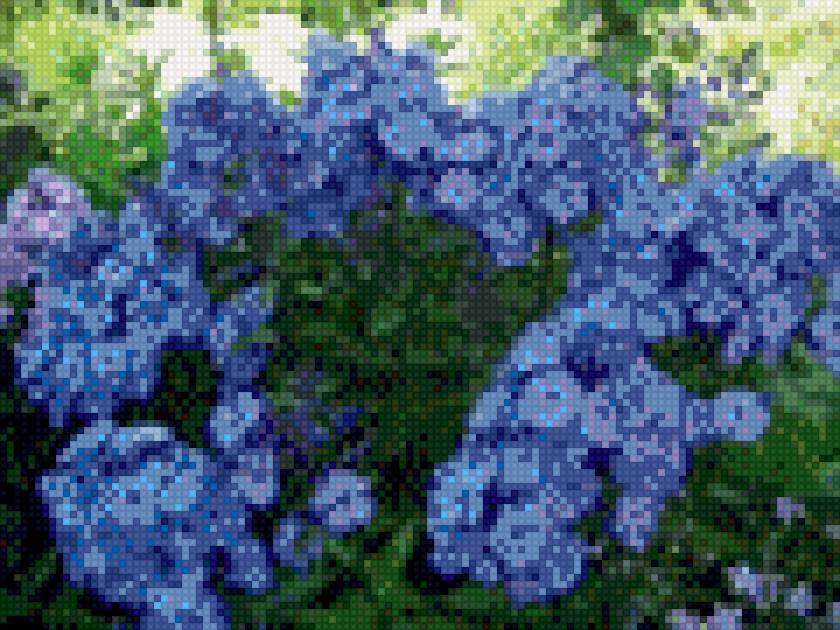 фиалки - предпросмотр