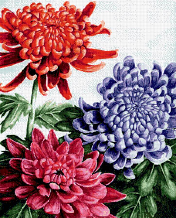 Хризантемы пестрые. - цветы, хризантемы - предпросмотр