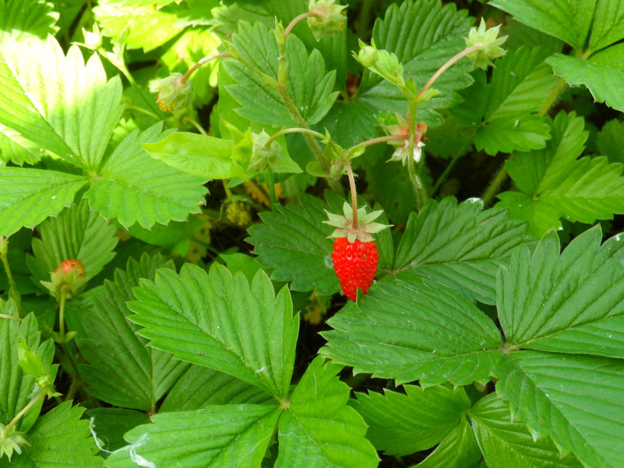 земляника - природа, земляника - оригинал