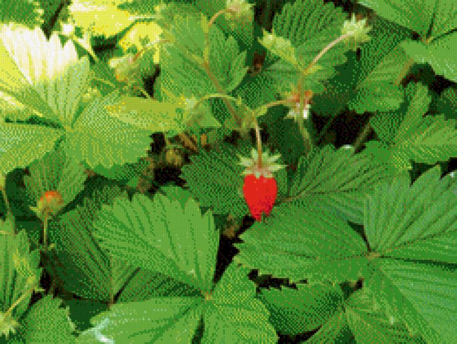 земляника - земляника, природа - предпросмотр