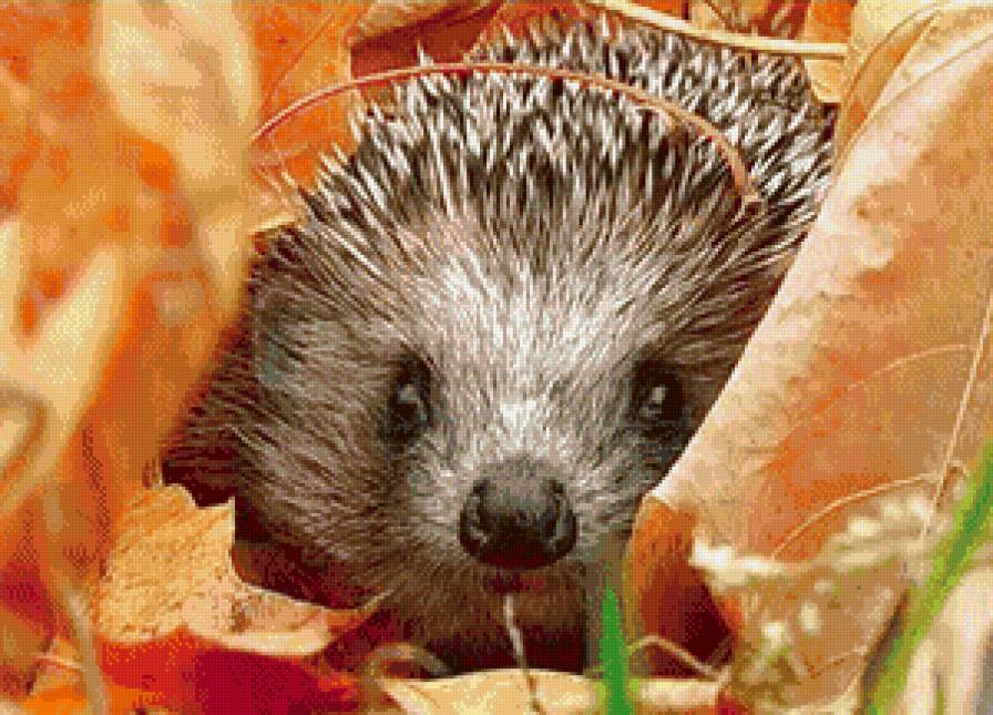 Ежик - животные, осень, ежик - предпросмотр