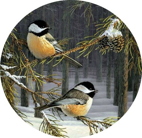 парочка - птички, зима, шишки, еловая веточка - оригинал