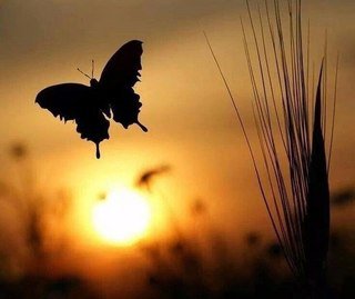 Бабочка - небо, красиво, закат, бабочка - оригинал