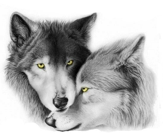 Волчья семья - семья, волки - оригинал