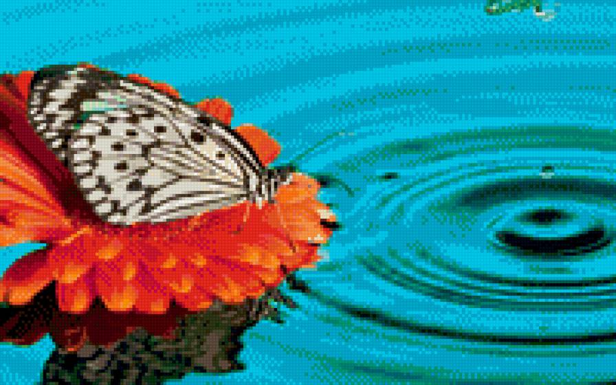 Бабочка - предпросмотр